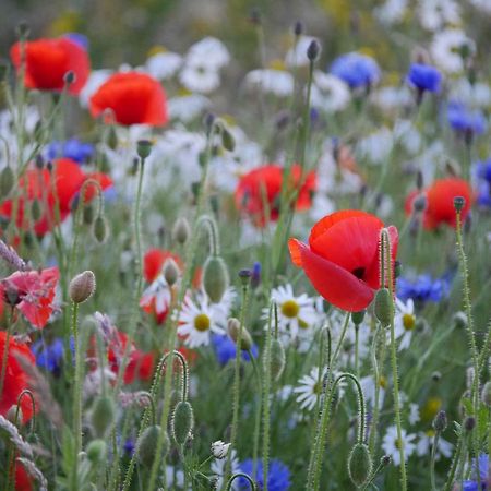 Wester Blackpark Farm Inverness Dış mekan fotoğraf